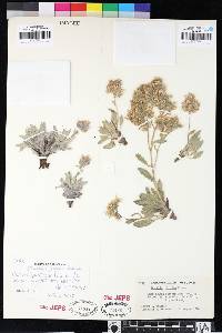 Phacelia hastata var. compacta image