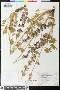 Lupinus albifrons var. austromontanus image