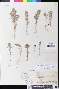 Castilleja campestris subsp. succulenta image