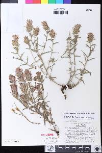 Castilleja applegatei image