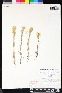 Castilleja rubicundula subsp. lithospermoides image