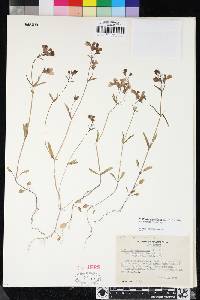 Collinsia sparsiflora var. sparsiflora image
