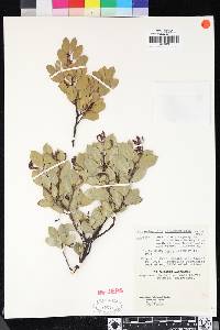 Arctostaphylos viscida image