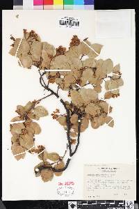 Arctostaphylos viscida subsp. viscida image