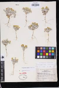 Eriophyllum wallacei image