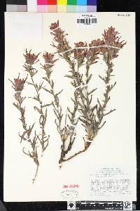 Castilleja applegatei image