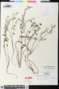 Scutellaria antirrhinoides image