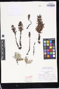 Aphyllon validum subsp. howellii image
