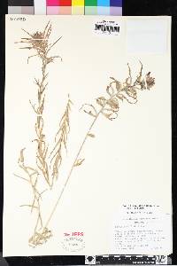 Castilleja affinis image