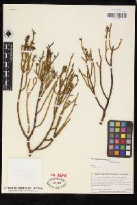 Phoradendron juniperinum image