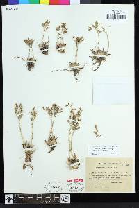 Dudleya abramsii subsp. affinis image