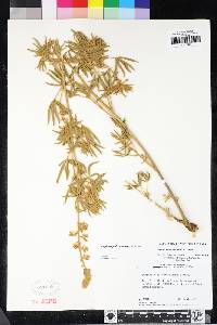 Lupinus padre-crowleyi image