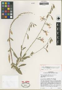 Clarkia mildrediae image