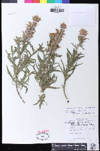 Castilleja affinis image