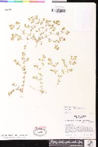 Euphorbia ocellata subsp. ocellata image