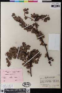 Arctostaphylos hookeri subsp. hearstiorum image