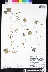 Cardamine nuttallii image