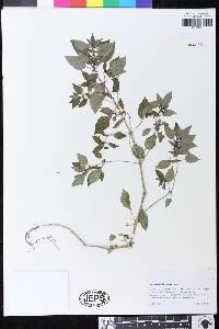 Mercurialis annua image