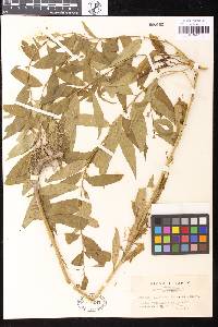 Image of Amsonia elliptica