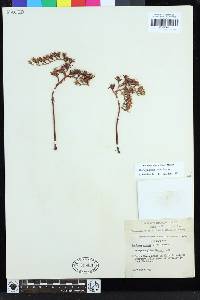 Dudleya virens subsp. hassei image