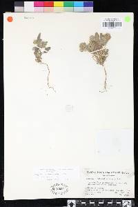 Phacelia novenmillensis image