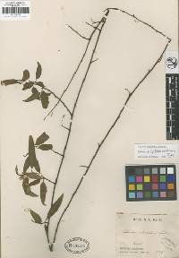 Image of Solanum actephilum