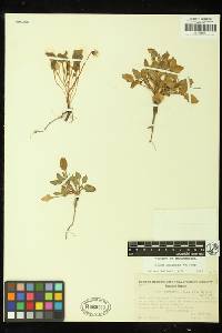 Viola purpurea subsp. purpurea image