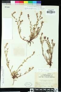 Plagiobothrys infectivus image