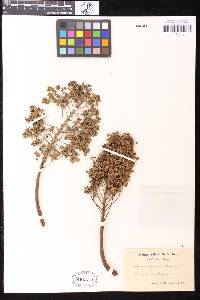 Image of Aeonium arboreum