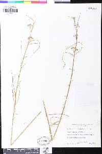 Image of Asclepias filiformis