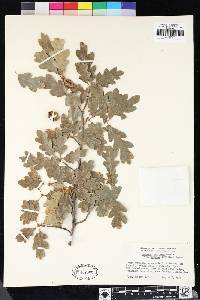 Quercus garryana image