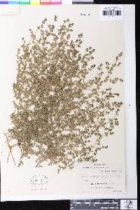 Euphorbia serpens image