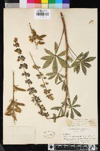 Lupinus burkei image