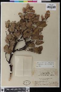 Arctostaphylos glandulosa image