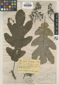 Image of Bocconia frutescens