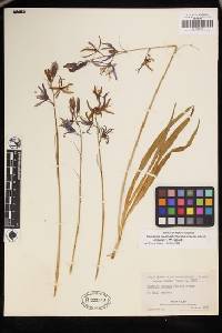 Camassia quamash subsp. quamash image