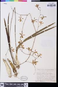 Image of Encyclia cyperifolia