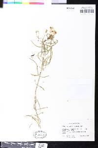 Image of Asclepias coulteri