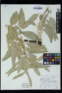 Sideroxylon leucophyllum image