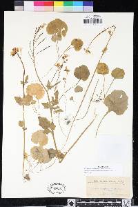 Cardamine californica image