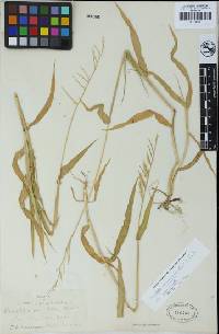 Eriochloa acuminata image