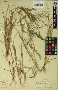 Eragrostis mexicana image