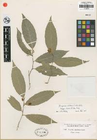 Image of Gloeospermum dichotomum