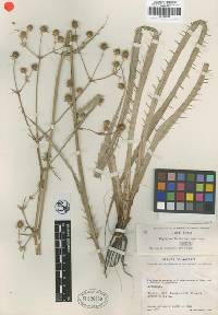 Image of Eryngium ferrisiae