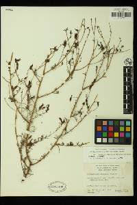 Cordylanthus rigidus subsp. involutus image