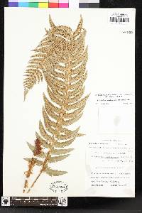 Polystichum californicum image