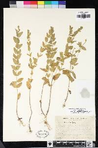 Scutellaria bolanderi subsp. bolanderi image