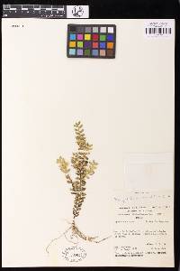 Fernandezia parvifolia image