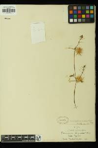 Echinopepon minimus image