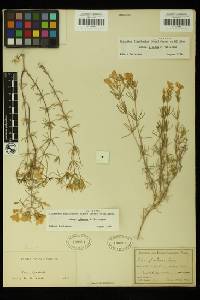 Leptosiphon floribundus image